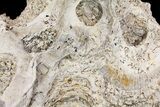 Cretaceous Rudist (Durania) Colony - Kansas #155961-1